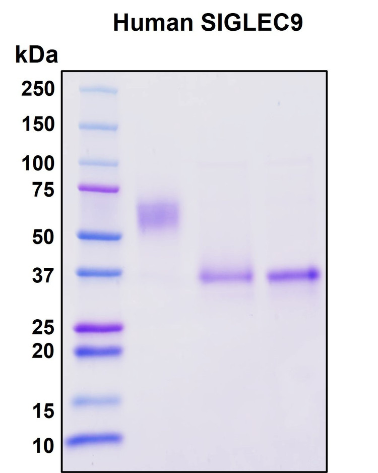 Figure 1. Deglycosylation analysis of purified recombinant proteins. Lane 1, protein ladder (kDa). Lane 2, glycosylated protein (delivered to customers). Lanes 3 and 4, deglycosylated proteins under native and denature conditions respectively.