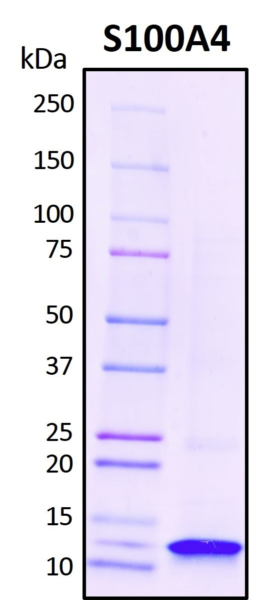 Recombinant Human Protein S100-A4