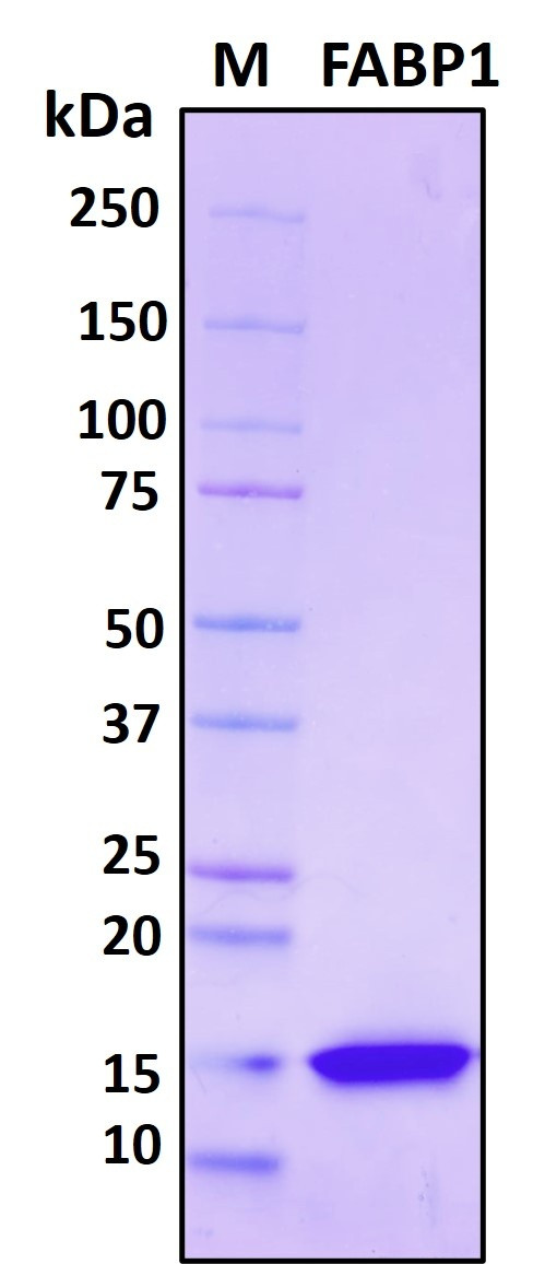 Recombinant Human FABP1 Protein, HEK293