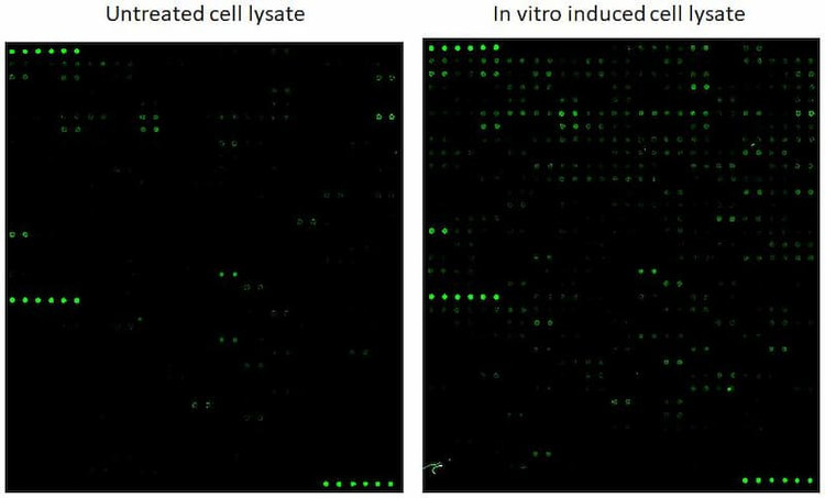 Human Protein Nitration Antibody Array G2