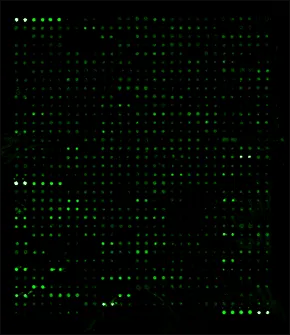 Human Protein S-Acylation Array G8000
