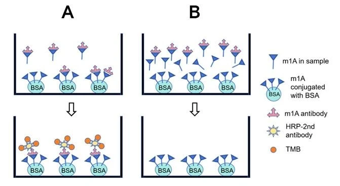 A. Low to moderate level of endogenous m1A in sample. B. High level of
endogenous m1A in sample.