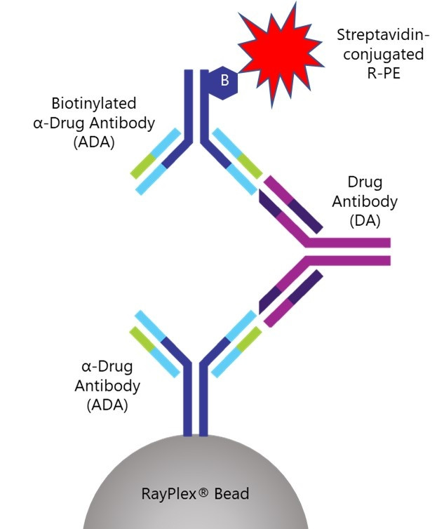 A schematic showing how RayPlex® platform detects Drug Antibody with flow cytometry.