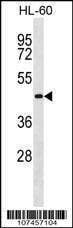 Anti-ATG3 (C-term) Antibody