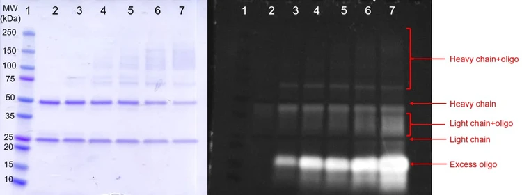 Oligonucleotide Conjugation Kit