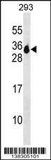 Anti-MS4A6A (N-term) Antibody