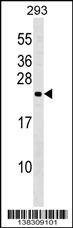 Anti-N6AMT1 (N-term) Antibody