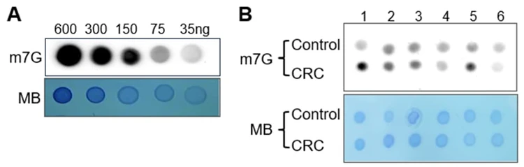 m7G (N7-methylguanosine) Dot Blot Assay Kit
