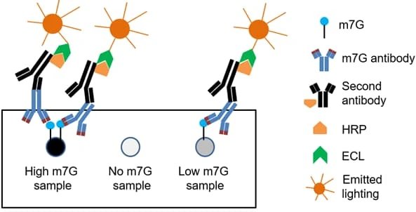 m7G (N7-methylguanosine) Dot Blot Assay Kit