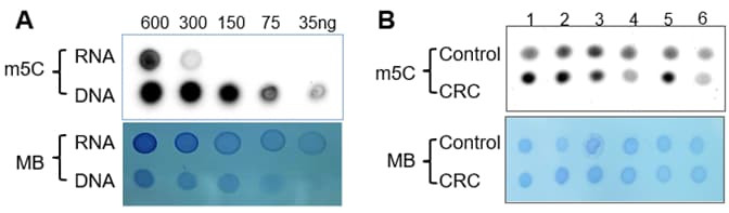 m5C (5-methylcytosine) Dot Blot Assay Kit
