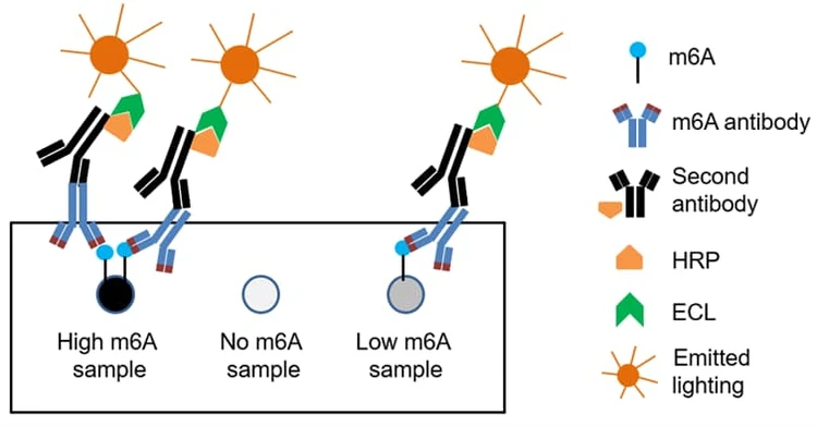 m6A (N6-methyladenosine) Dot Blot Assay Kit