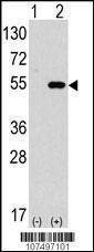 Anti-ATG4C (Center) Antibody
