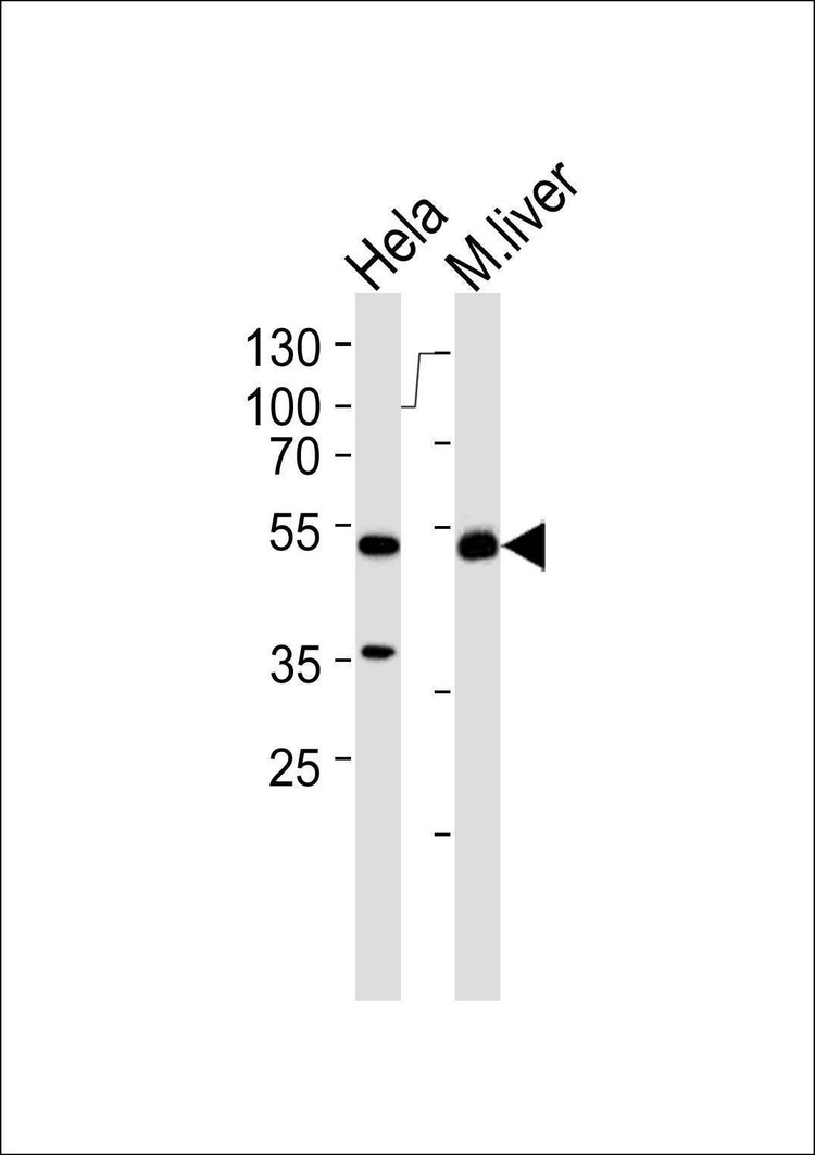 Anti-ATG4C (C-term) Antibody