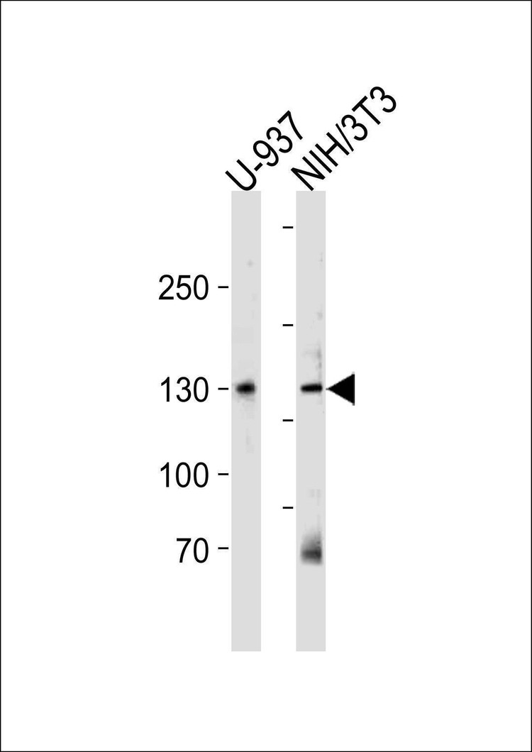 Anti-TRIM24 (N-term) Antibody