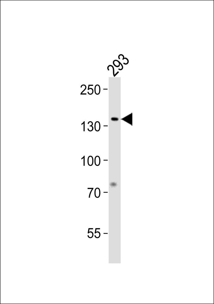Anti-GTF2I (N-term) Antibody