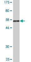 Anti-EAF1 Antibody