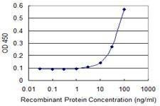 Anti-EAF1 Antibody