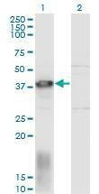 Anti-EAF1 Antibody