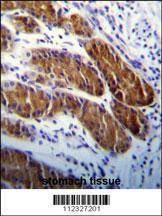 Anti-ATG5 Antibody