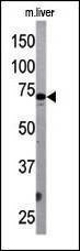Anti-ATG7 (Center) Antibody