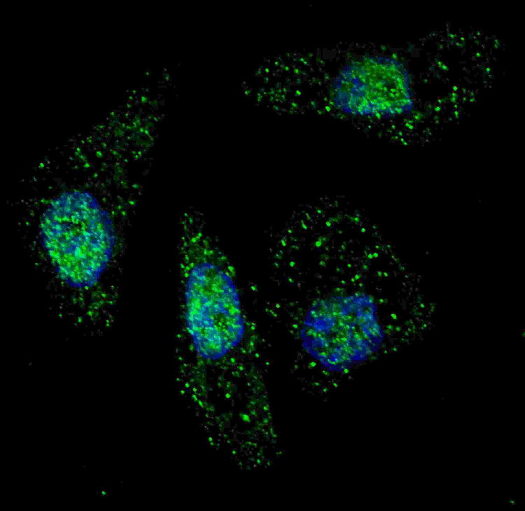 Anti-ATG7 Antibody