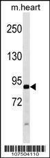 Anti-ATG9A (Center) Antibody