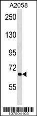 Anti-ATG9A (Center) Antibody