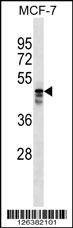 Anti-MUDEN (C-term) Antibody