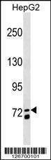 Anti-MS4A14 (C-term) Antibody