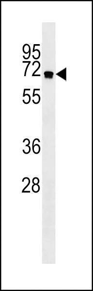 Anti-ATG16L Antibody