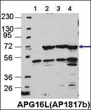 Anti-ATG16L Antibody