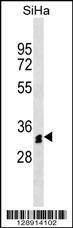 Anti-OR51M1 (N-term) Antibody