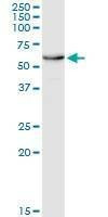 Anti-EDAR Antibody
