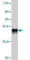 Anti-EDAR Antibody