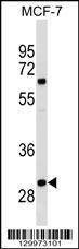 Anti-OR4M2 (C-term) Antibody