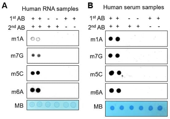4-RNA Methylation Dot Blot Combination Kit
