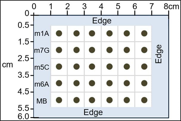 4-RNA Methylation Dot Blot Combination Kit