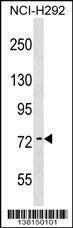 Anti-ARHGAP28 (Center) Antibody