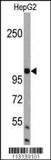Anti-AMBRA1 (N-term) Antibody