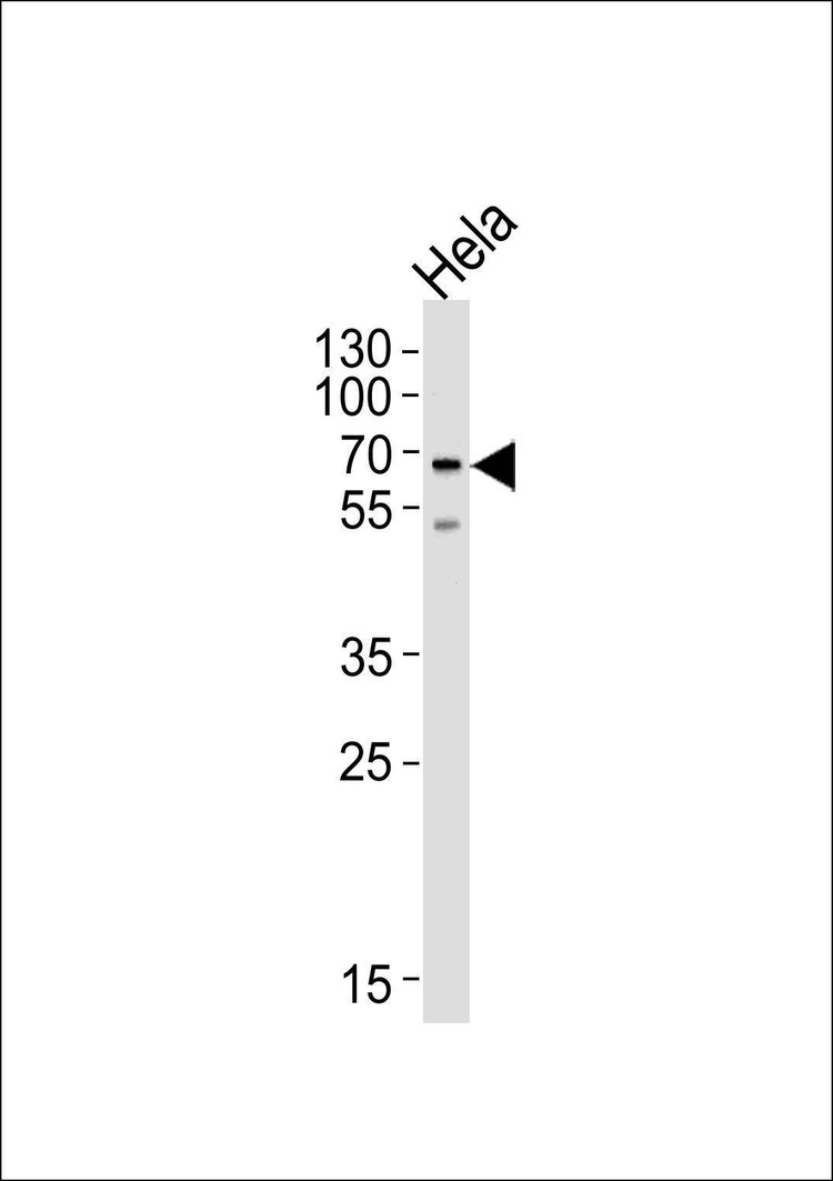 Anti-NAP1L2 (N-term) Antibody