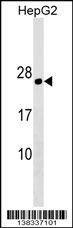 Anti-PLLP (N-term) Antibody