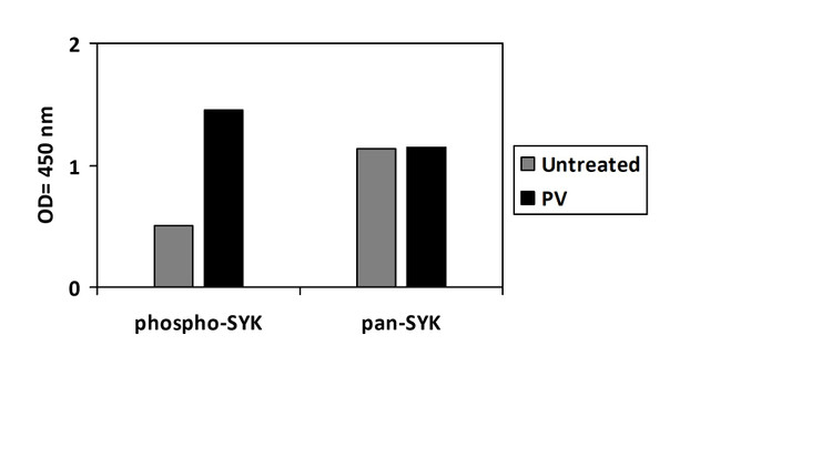 Phospho-SYK (Tyr525) ELISA Kit