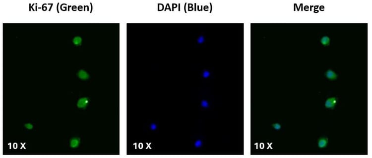 Anti-Ki-67 (1981-2200aa) Antibody
