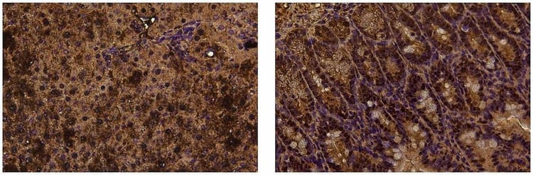 Anti-Ki-67 (1981-2200aa) Antibody