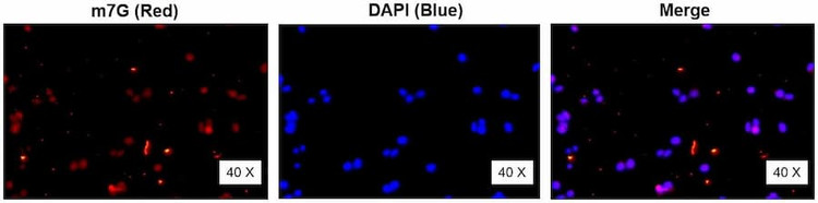 Anti-m7G Antibody