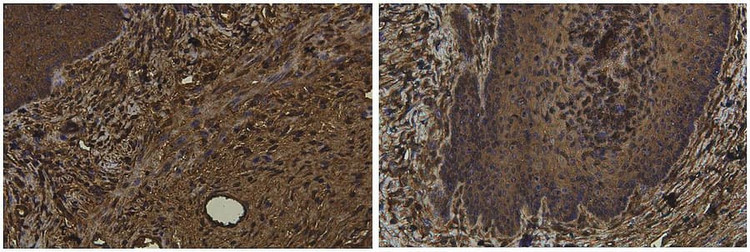 Anti-m7G Antibody