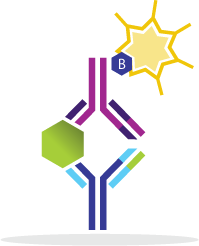 Monkeypox Virus (MPXV) E8L ELISA Kit