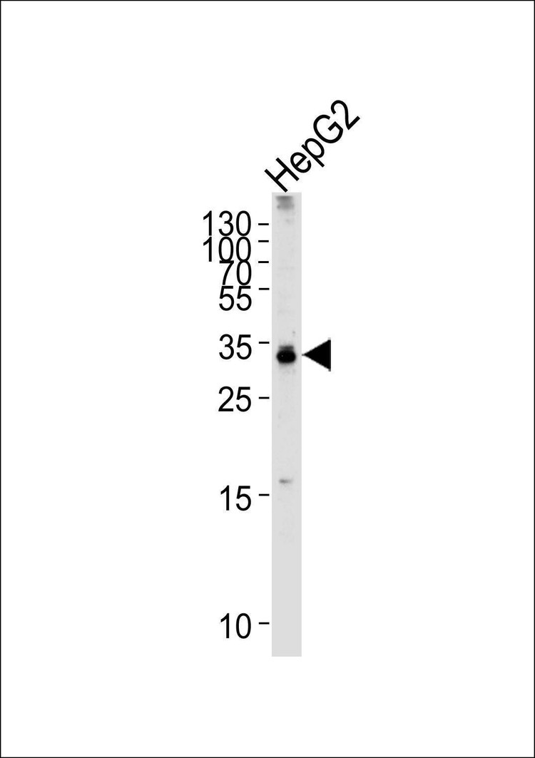 Anti-TCEAL2 (N-term) Antibody
