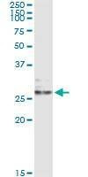 Anti-EFNA3 Antibody