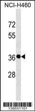 Anti-GSX2 (C-term) Antibody